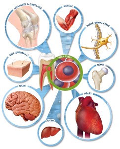 Células madre de pulpa dental en músculo, nervio/médula espinal, hueso, corazón, hígado, cerebro, piel (epitelial), ligamentos & cartílago